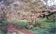 foret de tamarins